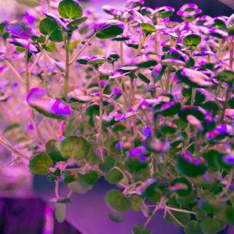 Светильник для растениеводства Feron 38276