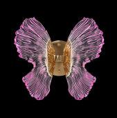 ��� Fluorite FL1103-1W3